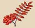 rowan1a.jpg (5942 bytes)